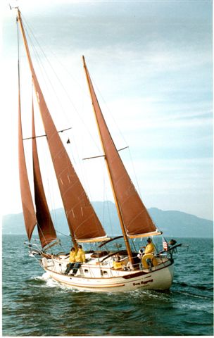 Tayana 37